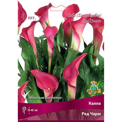 ������ ������ ����� ��� ����   ����