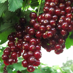 ������ ������ ��������� ������� ������   ����