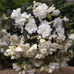 ������ ������ ������� ��������� ��� ������ ���� (1��-100�����) ���������������� ������   ����