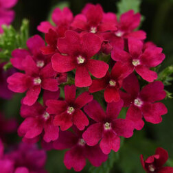 ������ ������ ������� ����� ����� (1��-100��) ���������������� ������   ����