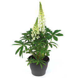 ������ ������ ����� ������ ���� (1��-100��) ���������������� ������   ����