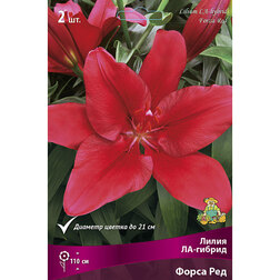 ������ ������ ����� ��-������ ����� ���   ����