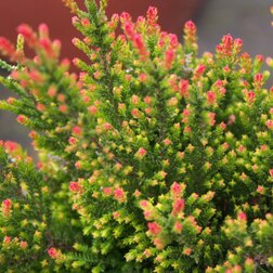 ������ ������ ������ ������������ ������ ���   ����