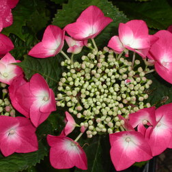 ������ ������ ��������� �������������� ��������   ����