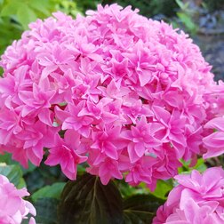 ������ ������ *��������� �������������� � ��� �� �������� (����� �� ����)   ����