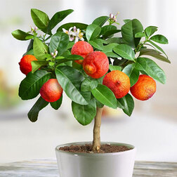 ������ ������ ������ ������� �����   ����