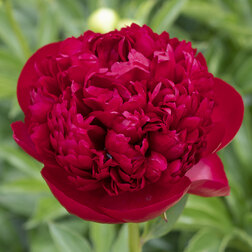 ������ ������ ����� ���������������� ������� ������   ����