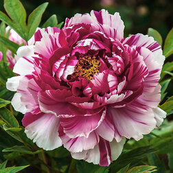 ������ ������ ����� ���������������� ����� ������   ����