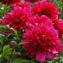 ������ ������ ���� ����������� ���� ����� �������   ����