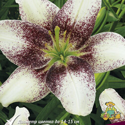 ������ ������ ����� ��������� ��� ����   ����