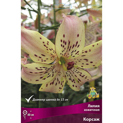 ������ ������ ����� ��������� ������ (2 ��.)   ����