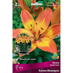 ������ ������ ����� ��������� ����� ������� (2 ��.)   ����