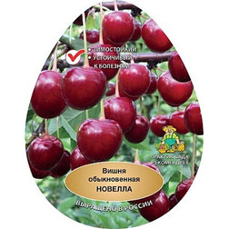 ������ ������ ����� �������   ����