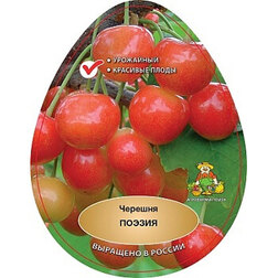 ������ ������ ������� ������   ����