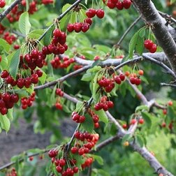 ������ ������ ������� ������   ����