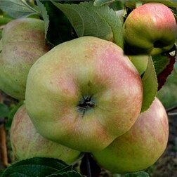 ������ ������ ������ ��������   ����