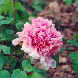 ������ ������ ���� ����������� ������� ������� � ������� �����   ����