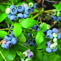 ������ ������ �������� ������������ ��������   ����