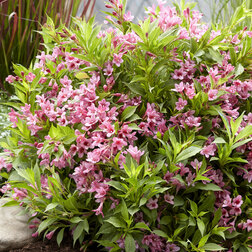 ������ ������ ������� �������� ��������� ���� (����� �����)   ����