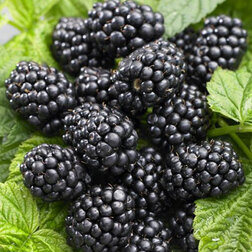 ������ ������ ������� ������ (���������)   ����