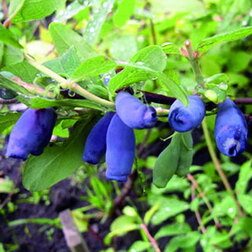 ������ ������ ������� ��������� ������ (���������)   ����