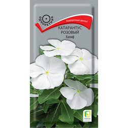 ������ ������ ���������� ������� �����   ����