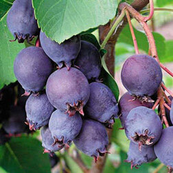 ������ ������ ���� ���������   ����