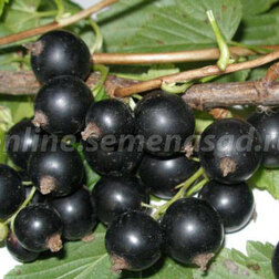 ������ ������ ��������� ������ ������������� �������   ����