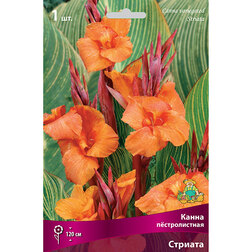 ������ ������ ����� ������������� �������   ����