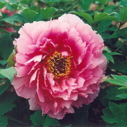 ������ ������ ���� ����������� ������� �����   ����