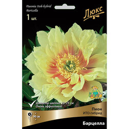 ������ ������ ���� ���-������ �������� (2-3 �����)   ����