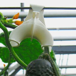 ������ ������ ���� ��� ������ �������� 5 ��.   ����