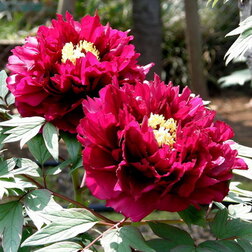 ������ ������ ���� ����������� ��� � ������� ������   ����