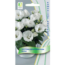 ������ ������ ������� �������� ���� �����   ����