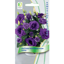 ������ ������ ������� �������� ���� �����   ����