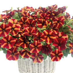 ������ ������ ������� ����������� ��� ���� ����� ����� ��� (��-100�����) ���������������� ������   ����