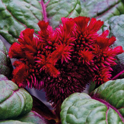 ������ ������ ������� ����������� �������� ������ ��� (1��-100��) ���������������� ������   ����