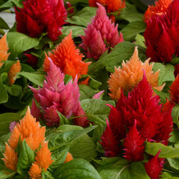 ������ ������ ������� �������� ��� ���� ���� (1��-1000�����) ���������������� ������   ����