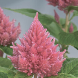 ������ ������ ������� �������� ������� ���� (1��-1000��) ���������������� ������   ����