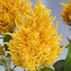 ������ ������ ������� �������� ������� ����� (1��-100��) ���������������� ������   ����