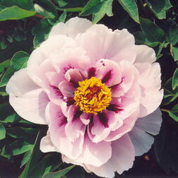 ������ ������ ���� ����������� ������   ����