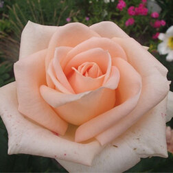 ������ ������ ���� �����-��������� ������   ����