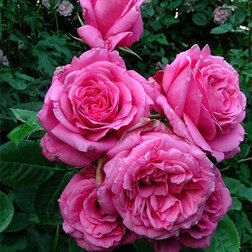 ������ ������ ���� ��������� ��������   ����