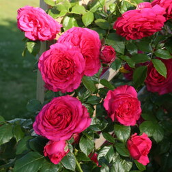 ������ ������ ���� ��������� �������   ����