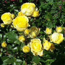 ������ ������ ���� ����� (�����������) ��� ����   ����