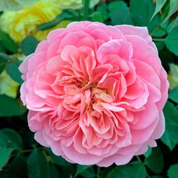 ������ ������ ���� ���������� �������� ���������   ����