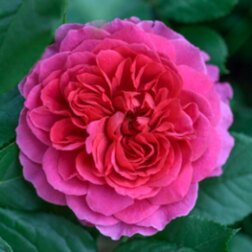 ������ ������ ���� �������� ���������� �������� ���   ����