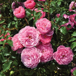 ������ ������ ���� ����������� ����� ������ ����   ����