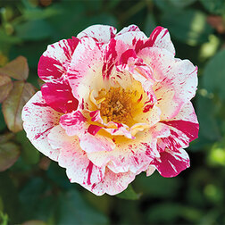 ������ ������ ���� ���������� ����� ������� ������   ����