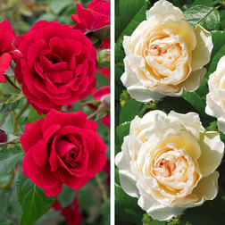 ������ ������ ���� ��������� (2 ��������) 1 ������� � ������� �����������   ����